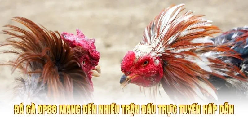 Đá gà OP88 mang đến nhiều trận đấu trực tuyến hấp dẫn
