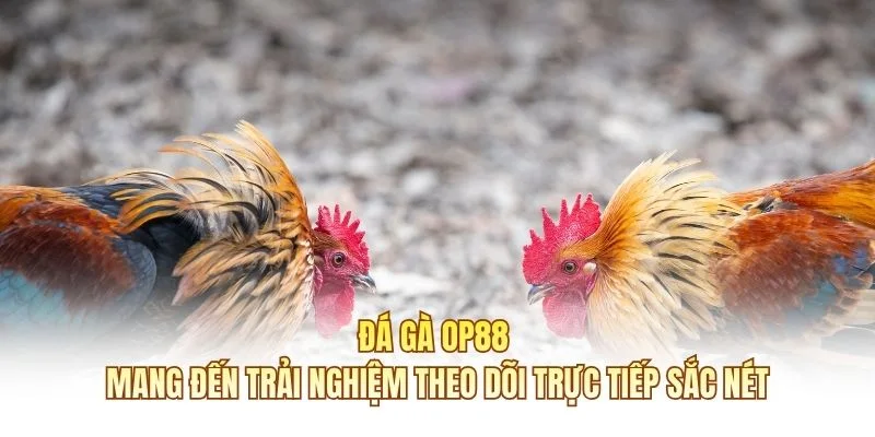 Đá gà OP88 mang đến trải nghiệm theo dõi trực tiếp sắc nét