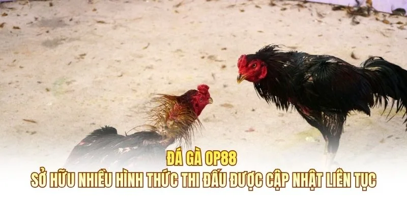 Đá gà OP88 sở hữu nhiều hình thức thi đấu được cập nhật liên tục